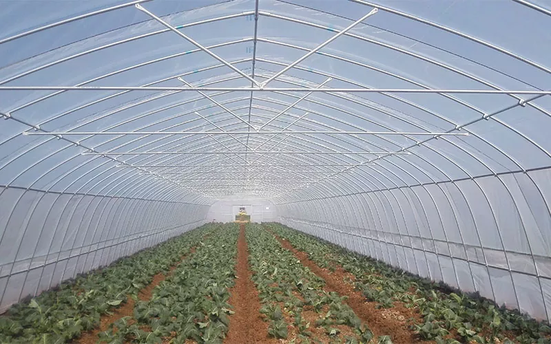 The Purpose of a Plastic Greenhouse: Enhancing Gardening and Agriculture